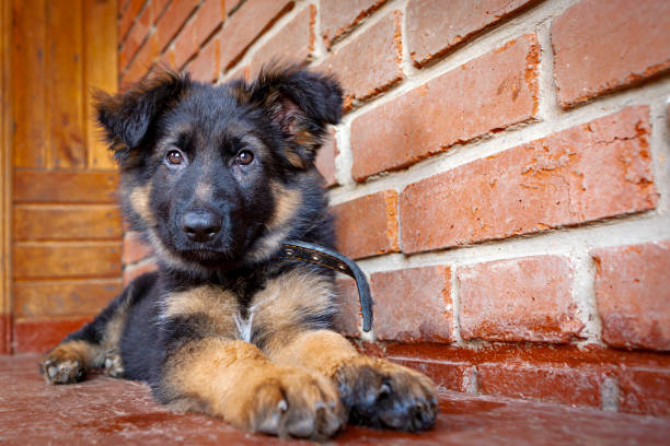 The German Shepherd is a breed of dog originally used as a herding and search dog.