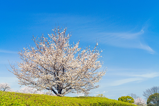 Beautiful cherry blossom 'sakura' in spring time