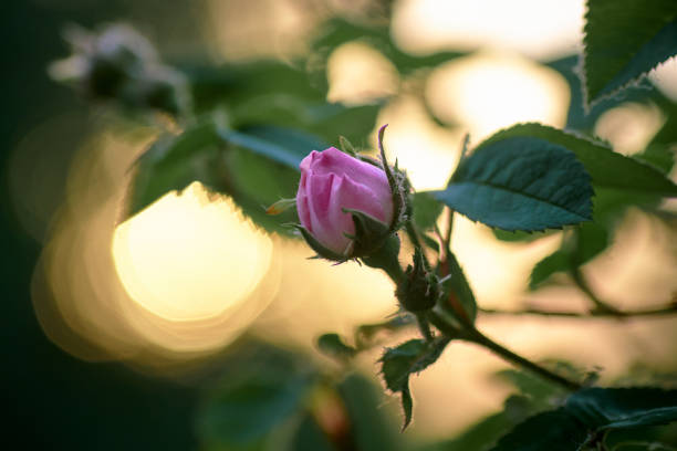 istock pink rose in the morning 1389291840
