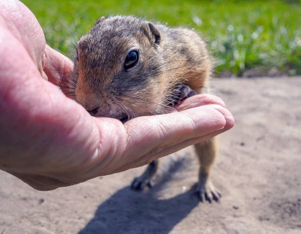 istock Feeding gophers by human at wild nature. Gopher is eating from human hand.