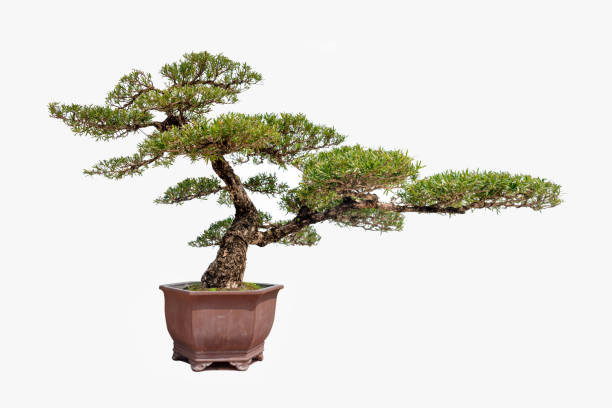 istock Potted plants of a pine tree against a white background. 1389296352
