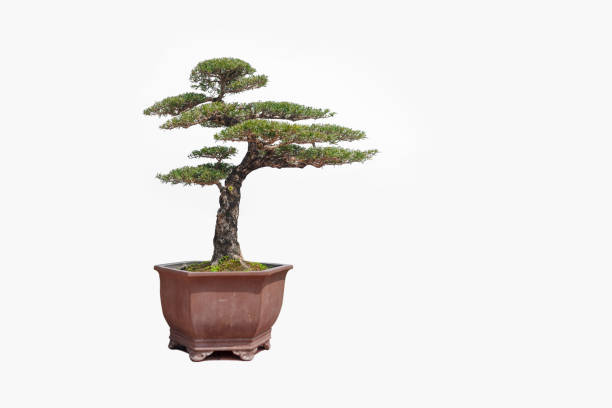 istock Potted plants of a pine tree against a white background. 1389296383