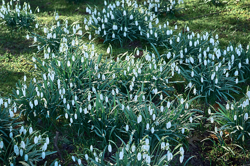 Snowdrop in springtime