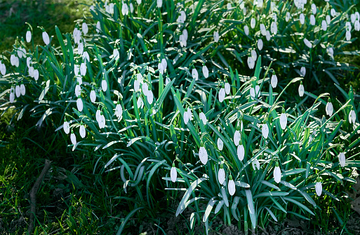 Close shot of spring snowflakes, Leucojum vernum.