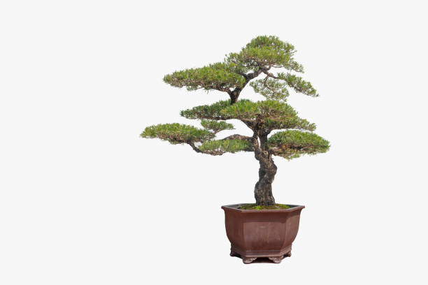 istock Potted plants of a pine tree against a white background. 1389296403