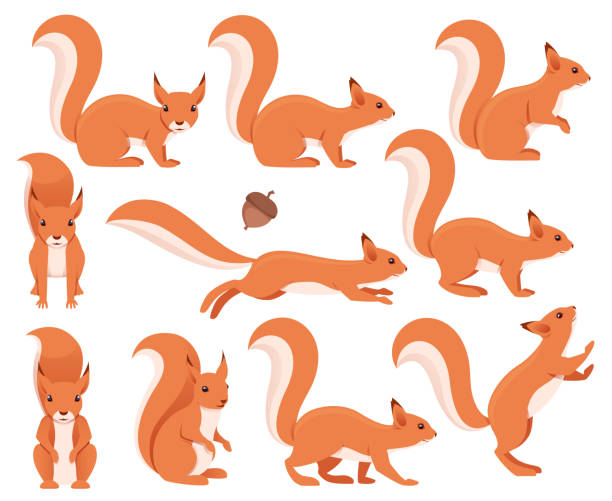 eichhörnchen-sammlung - eichhörnchen stock-grafiken, -clipart, -cartoons und -symbole