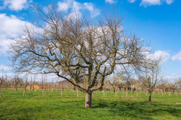 istock Gnarled cherry tree in the Rheingau/Germany 1389297664