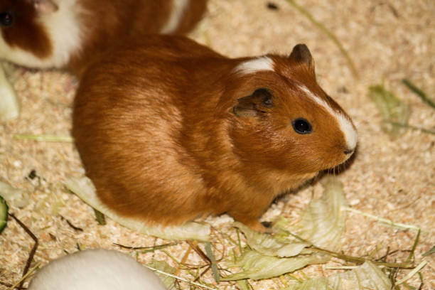 istock a small brown guinea pig in the barn 1389298595