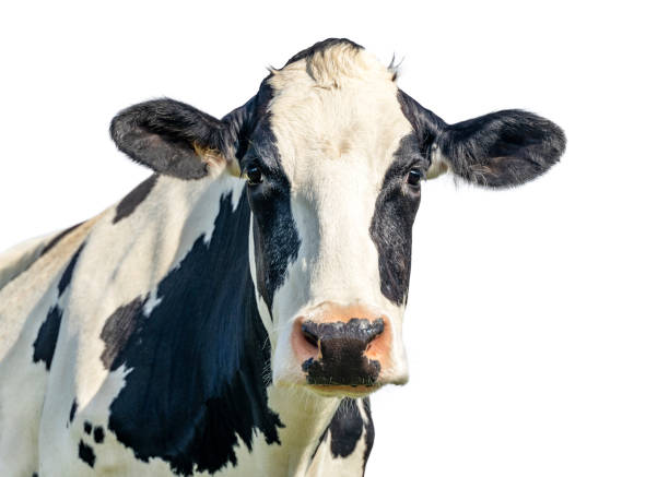 istock Cute cow isolated on white background, black and white looking kindly, pink nose, front view 1389298676