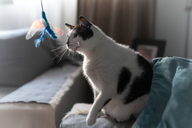istock black and white cat with blue eyes sitting on a gray sofa 1389298916