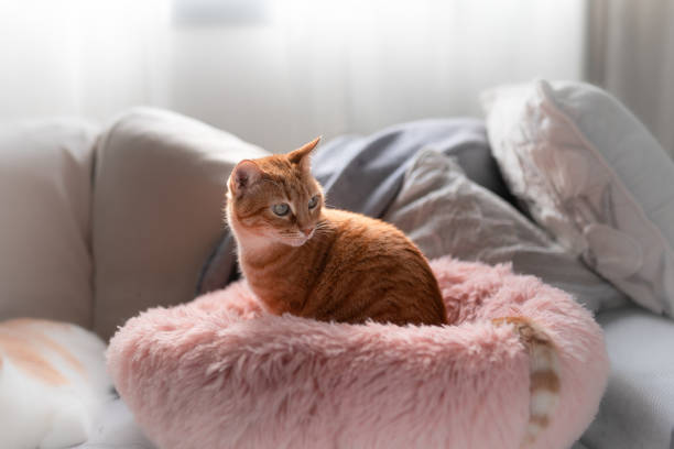 domestic cats in the living room