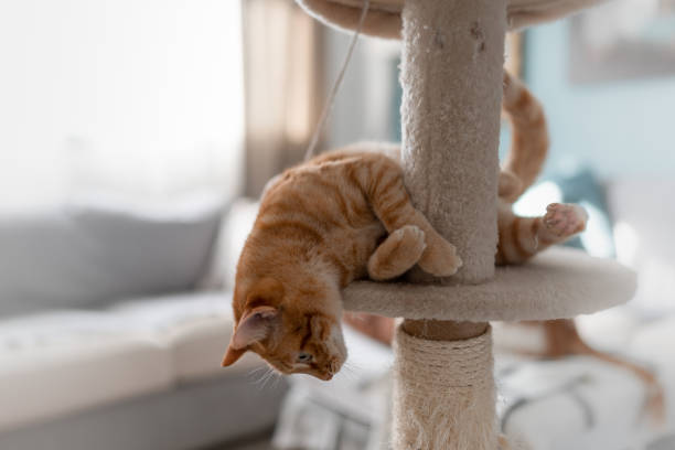 istock brown tabby cat playing on a scratching tower 1389299175