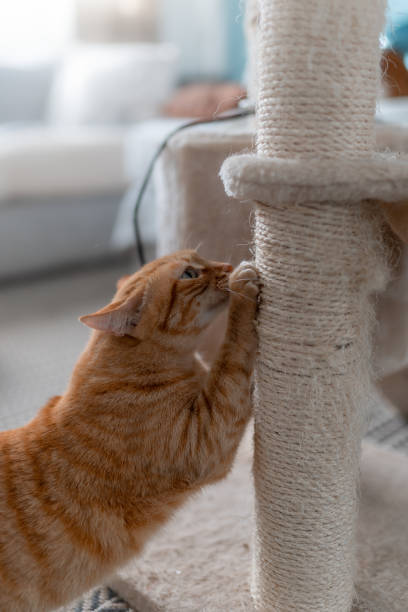istock brown tabby cat  scratches its nails on a scratching tower. close up. vertical composition 1389299177