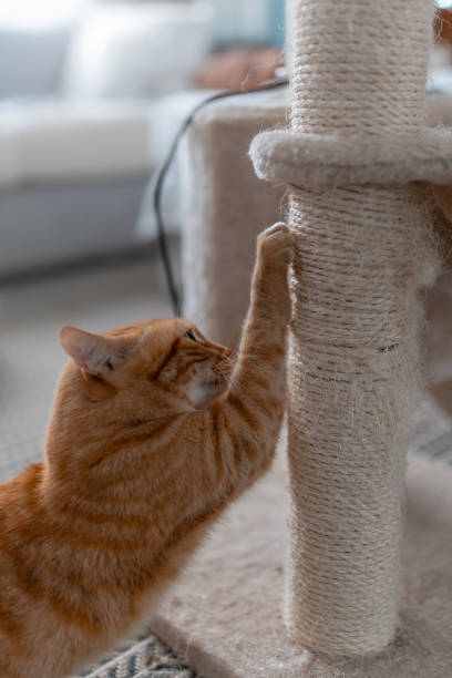 istock brown tabby cat  scratches its nails on a scratching tower. close up. vertical composition 1389299191