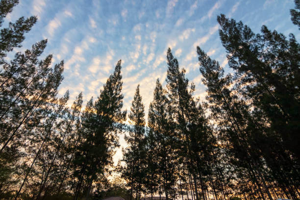 Landscape of pine tree from the top of mountain on sunrise in Phurua National Park, Loei Province Thailand