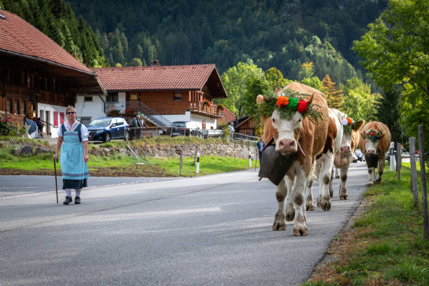 Charmey, Fribourg, Switzerland - 28 September 2019 : Farmers with a herd of cows on the annual transhumance at Charmey near Gruyeres, Fribourg zone on the Swiss alps
