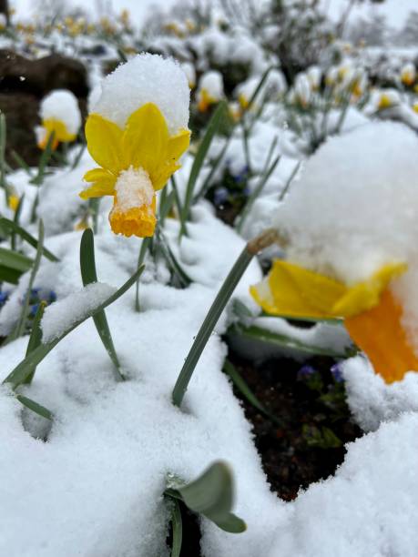 istock Yellow daffodils partly covered with snow 1389301000
