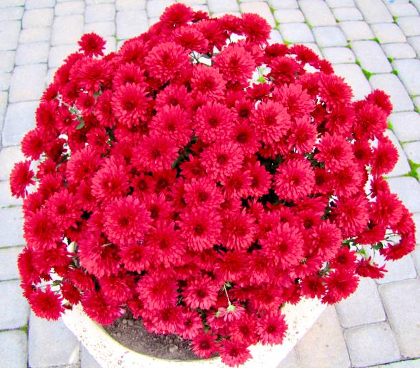 parterre de fleurs avec un grand groupe de chrysanthèmes rouges - bed of roses rose large group of objects flower arrangement photos et images de collection