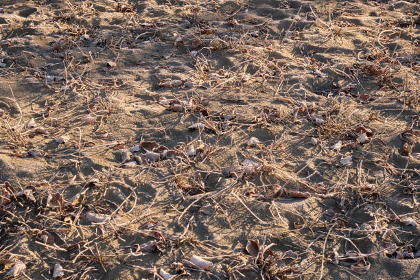 istock Old dry grass, leaves and needles on the sand. 1389307291
