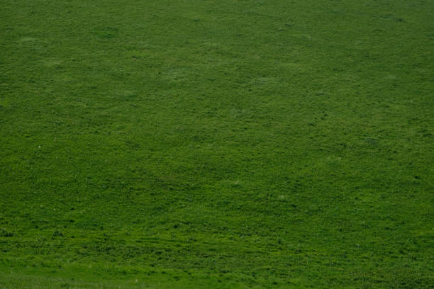 Mountain meadows of Altai. Green hills overgrown with grass.