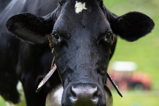 istock Agriculture situation with a black cow 1389308981