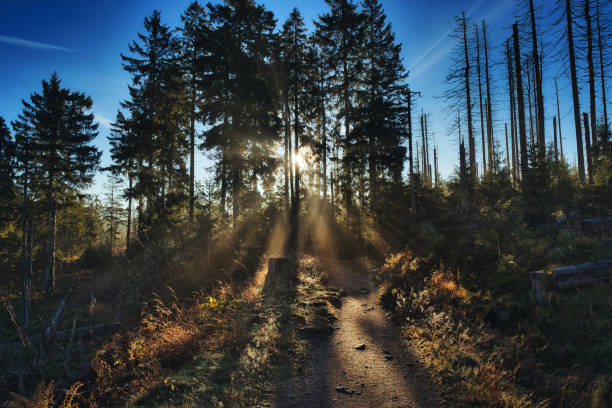 belle lumière du matin dans la forêt des montagnes brocken - hofmann photos et images de collection