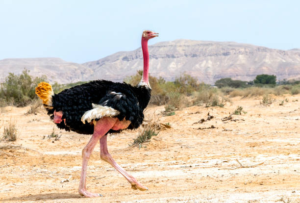 Male of African ostrich (Struthio camelus) among Savannah areas of the Middle East Male of African ostrich (Struthio camelus), the species inhabits nature reserves of the Middle East somali ostrich stock pictures, royalty-free photos & images