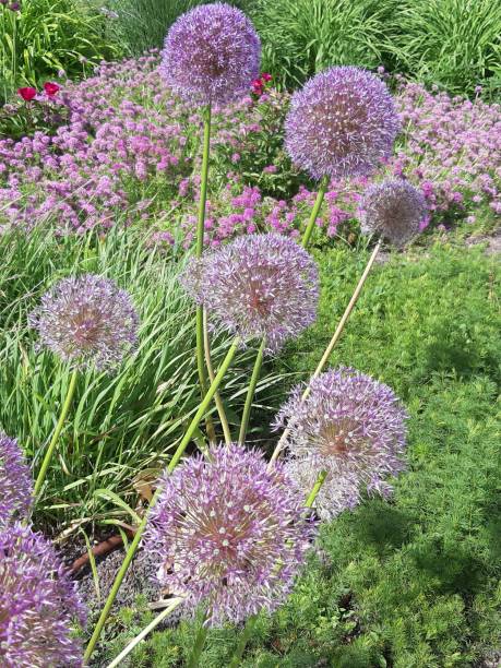 istock Christophs, onion, -, June, flower., Distinguished, by, its, incredible, decorative, effect., Inflorescences, spherical, shape, flowers-bewitching, beauty. 1389310155