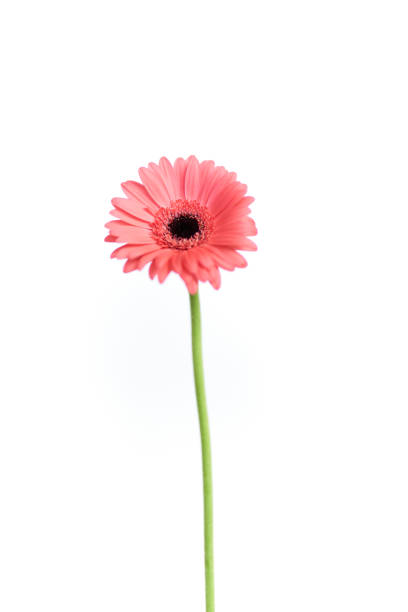 ピンクのガーベラフラワー白背景 - flower sparse single flower gerbera daisy ストックフォトと画像
