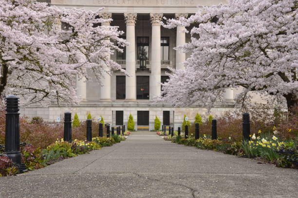 istock Idyllic Sidewalk Surrounded By Cherry Blossoms Headed Towards Sandstone Building With Columns 1389311543