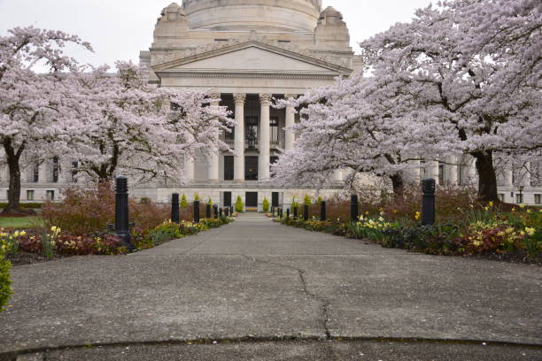 istock State Capitol Building Against Blooming Cherry Blossoms 1389311544