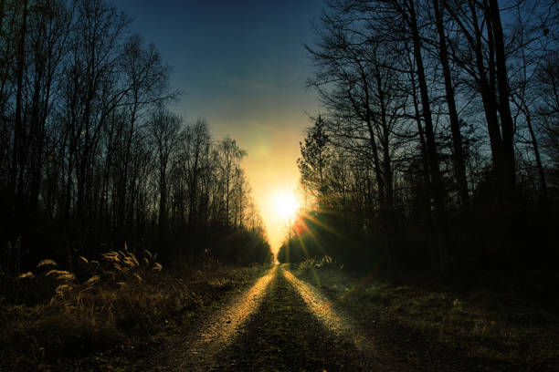 a forest path into the sunset - hofmann imagens e fotografias de stock