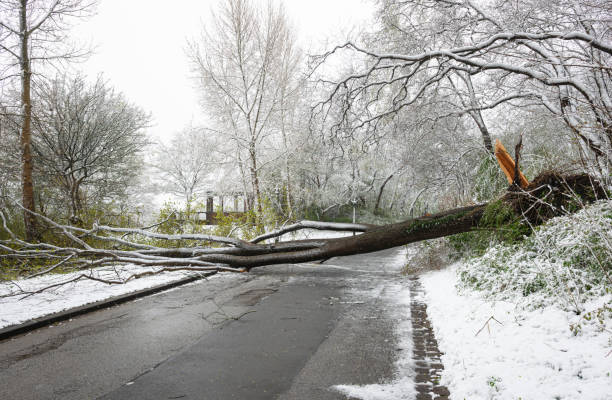 istock A tree has been uprooted during a snowstorm 1389311755