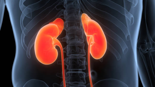 istock Human Urinary System Kidneys Anatomy 1389311789