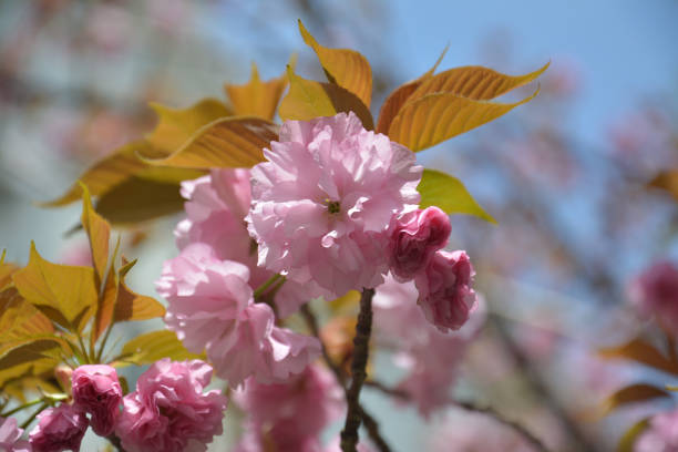 istock pink cherry blossoms with petals and leaves 1389312346
