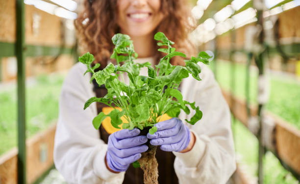 donna allegra con pianta frondosa in piedi in serra. - plant spinach foto e immagini stock