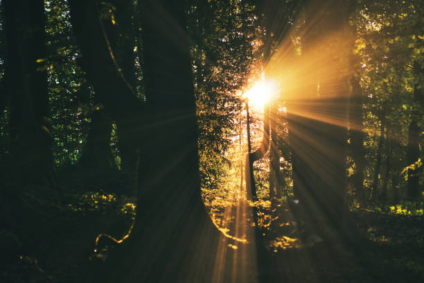 le soleil couchant brille à travers les arbres de la forêt - hofmann photos et images de collection