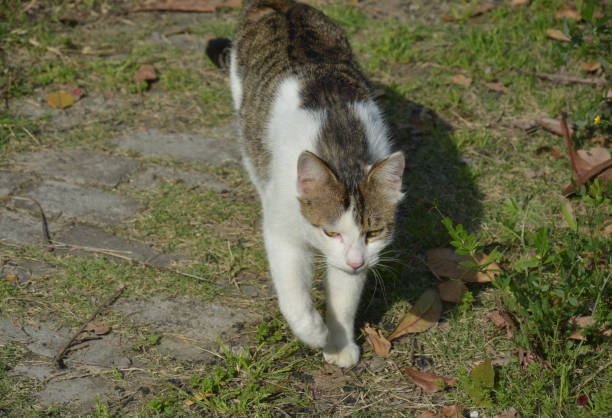istock a black and white cat walking on the lawn 1389312934