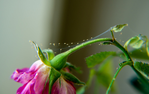 Close-up of spider mites that have infested a pink rose houseplant with a blurred background.