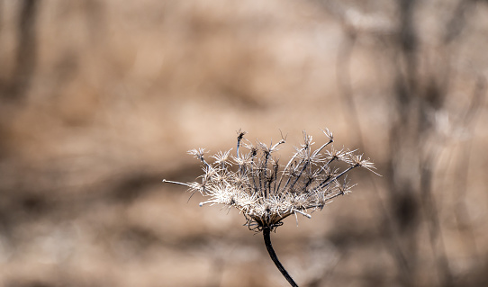 Close-up of a dried queen anne’s lace flower on a warm sunny April day with a blurred field in the background.