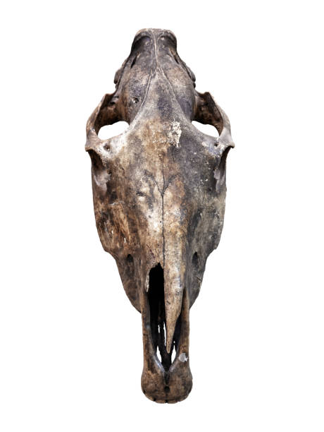 istock Skull of extinct animal isolated on white background 1389317374