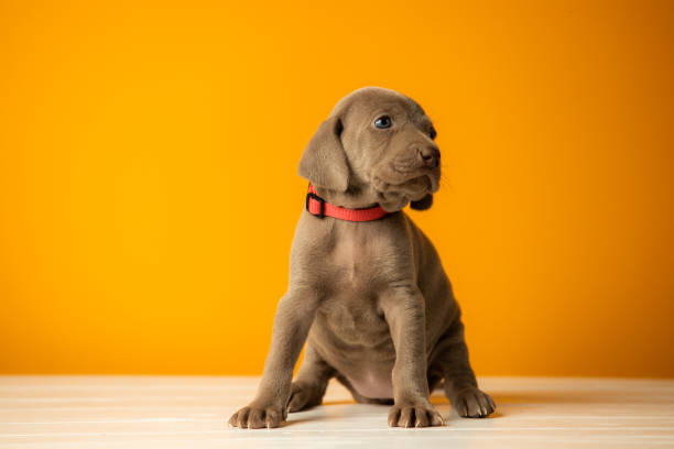 istock Adorable cute weimaraner puppy on orange background 1389318009