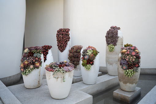 Succulents in a white vase