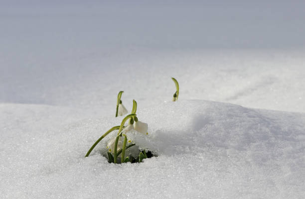 istock Snowfall in spring. Marigold in the meadow under cold snow 1389318802