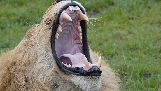 A very wide yawn of a lion