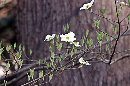 Flowers blooming on a Dogwood tree.