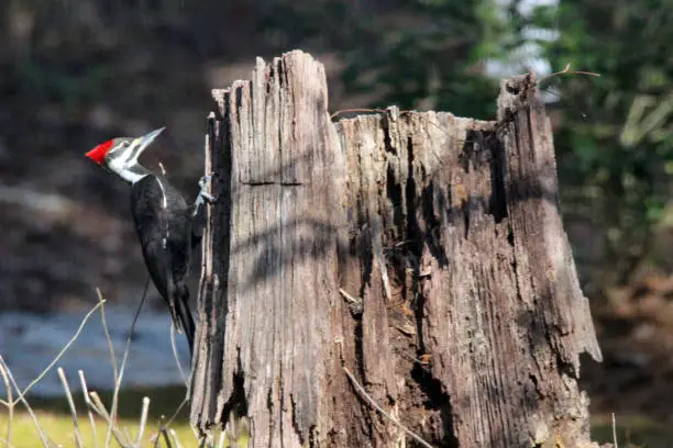 Pileated Woodpecker pecks at decomposing stump.