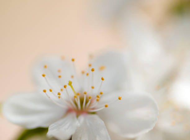 istock white flower, cherry blossoms beautiful blooming spring a harbinger of greenery and joy 1389319675