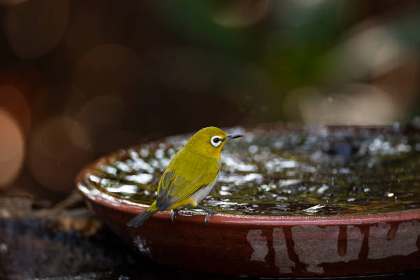 istock Japanese white - eye 1389319693