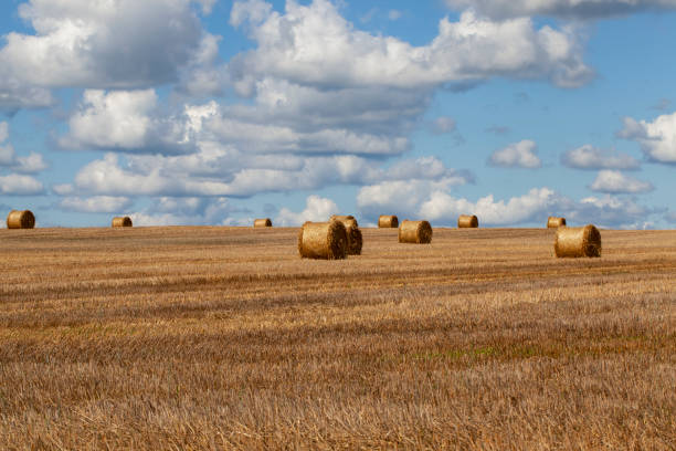 istock agricultural field with straw stacks after wheat harvest 1389319740